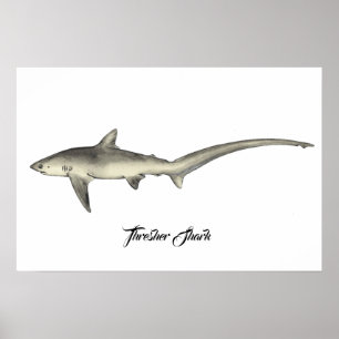 Affiche Requin thresher