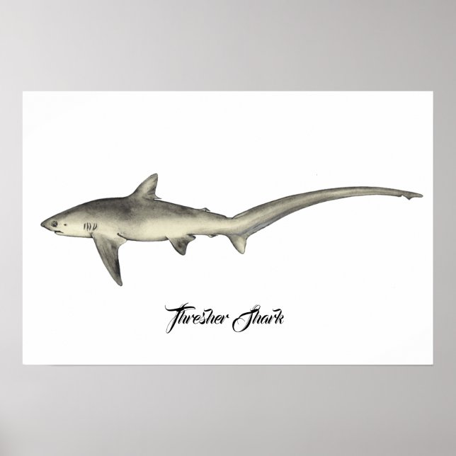 Affiche Requin thresher (Devant)