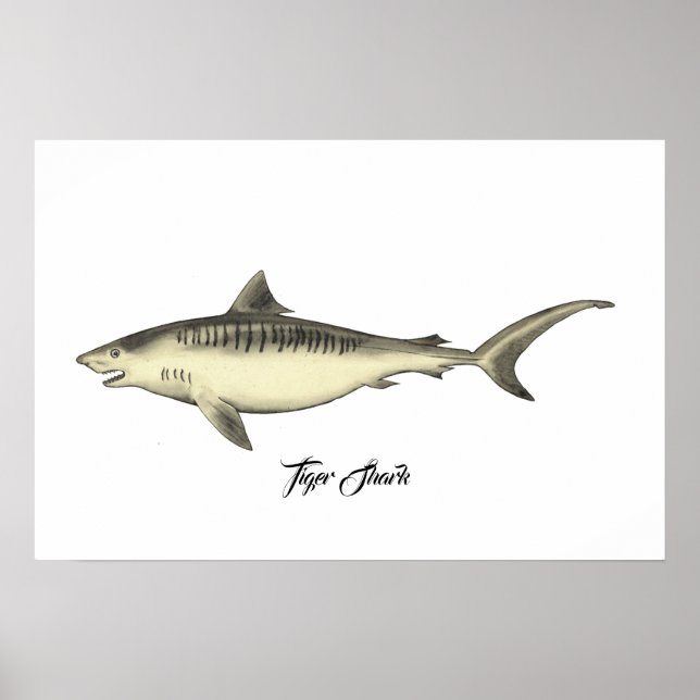 Affiche Requin tigre (Devant)