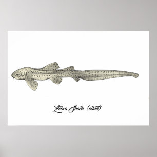 Affiche Requin zèbre [Adulte]