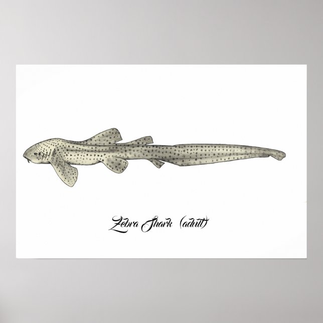 Affiche Requin zèbre [Adulte] (Devant)
