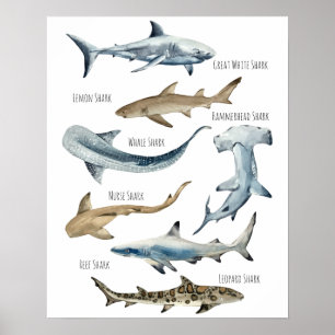 Affiche Requins