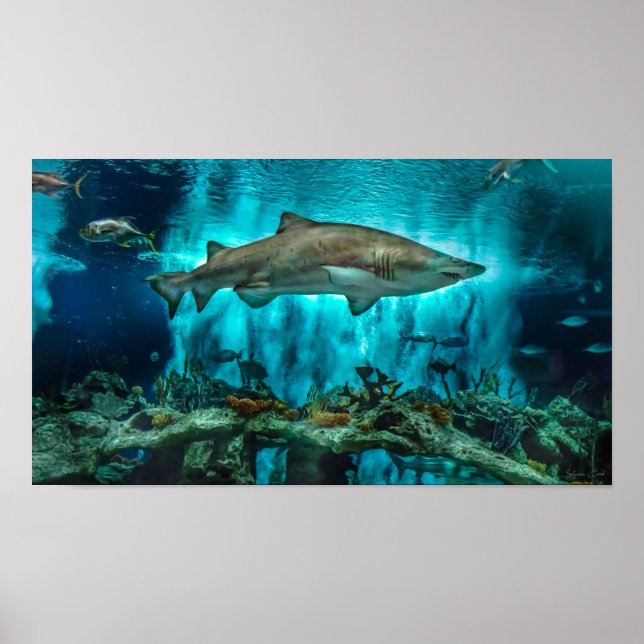 Affiche Requins à l'étude (Devant)