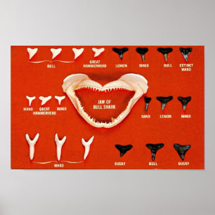 Affiche Requins de Floride