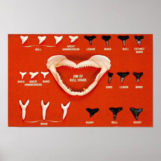 Affiche Requins de Floride (Devant)