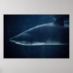 AFFICHE REQUINS NOIRS ET BLANCS SOUS L'EAU