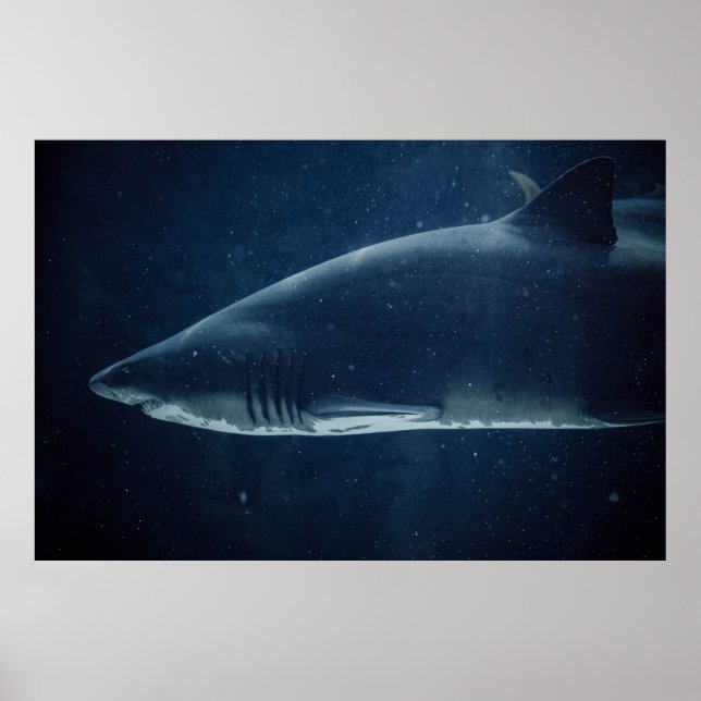 AFFICHE REQUINS NOIRS ET BLANCS SOUS L'EAU (Devant)