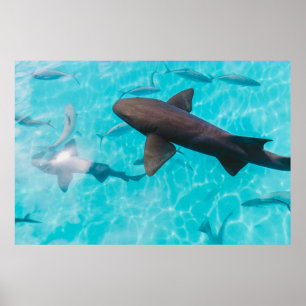 AFFICHE REQUINS SUR LE CORPS D'EAU