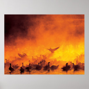 Affiche Réserve nationale de faune Bosque del Apache, NM