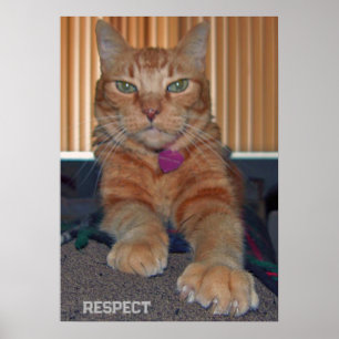 Affiche Respecter l'affiche de chat Baz