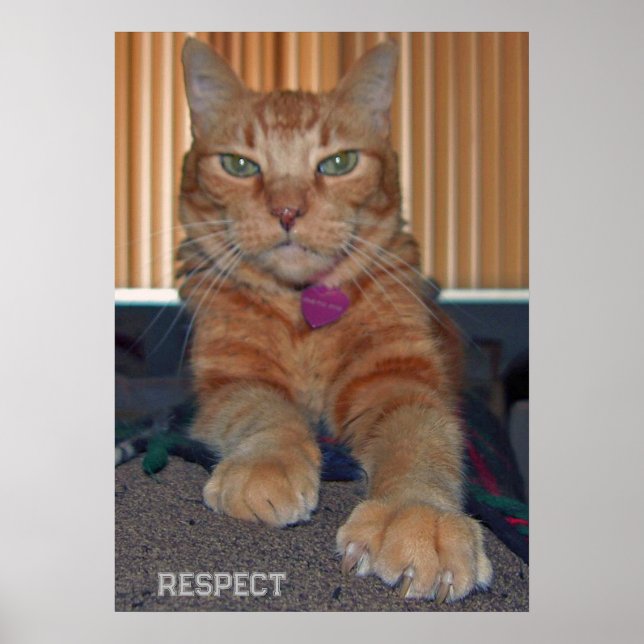 Affiche Respecter l'affiche de chat Baz (Devant)