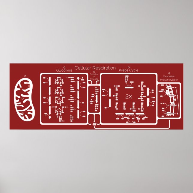 Affiche Respiration cellulaire 42x16 (Devant)