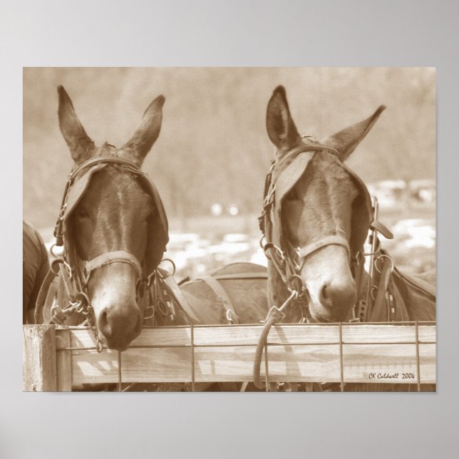 Affiche Restin' Easy (Devant)