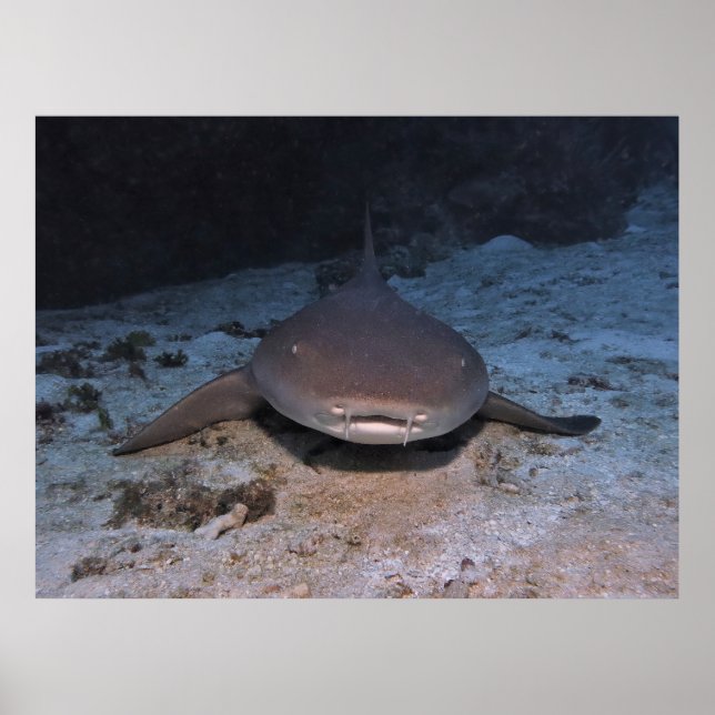 Affiche Resting Nurse Shark (Devant)