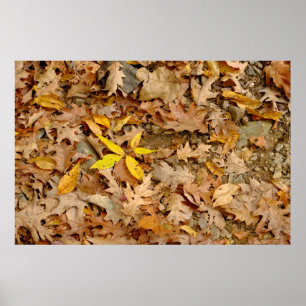 Affiche Résumé de feuilles sèches, île Bannerman