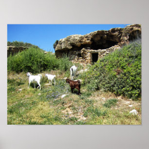 Affiche Retraite des chèvres