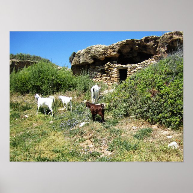 Affiche Retraite des chèvres (Devant)