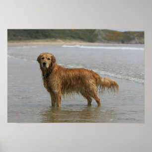 Affiche Retreiver d'or en mer
