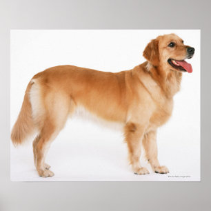 Affiche Retriever doré