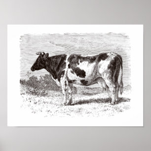 Affiche Rétro modèle de vaches vache néerlandaise vintage