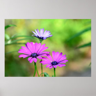 Affiche Rêve de fleurs