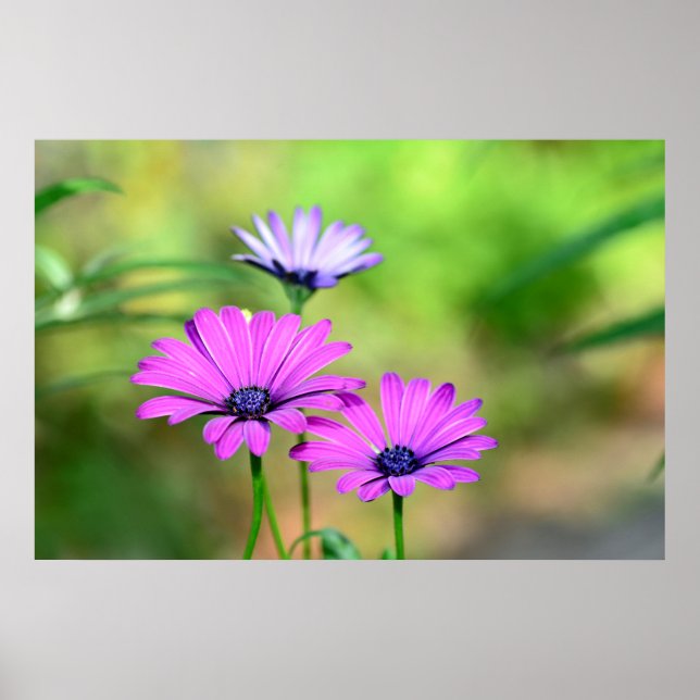 Affiche Rêve de fleurs (Devant)