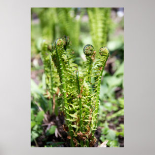 Affiche Réveil de la jeune fougère dans le jardin