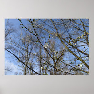Affiche Réveil du printemps