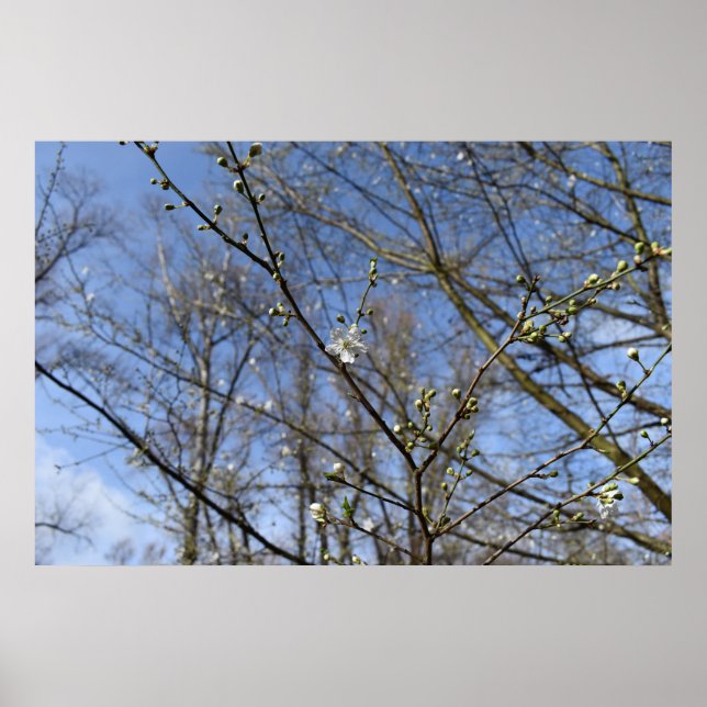 Affiche Réveil du printemps (Devant)