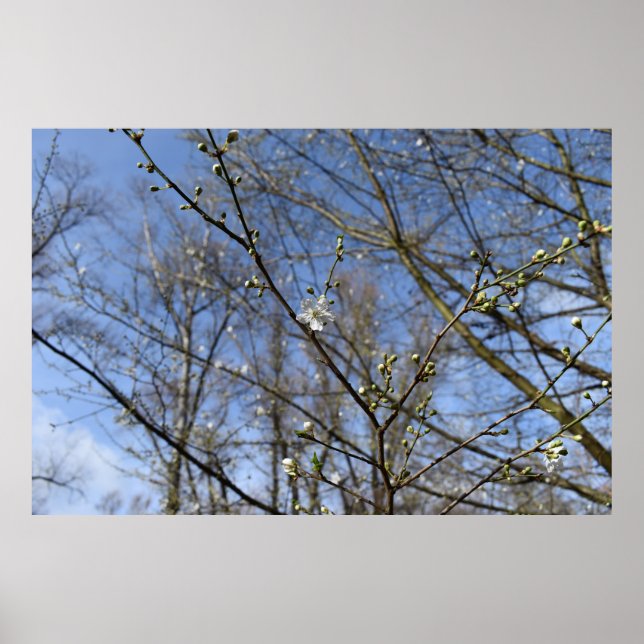 Affiche Réveil du printemps (Devant)
