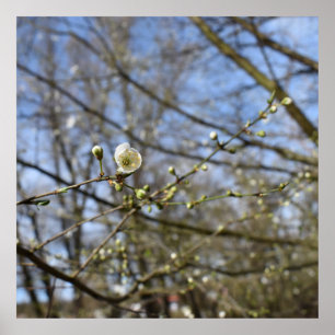 Affiche Réveil du printemps