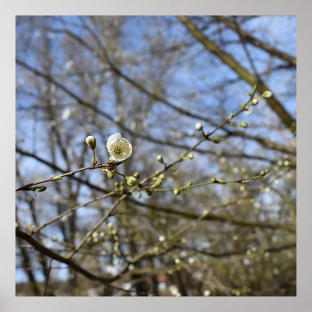 Affiche Réveil du printemps (Devant)
