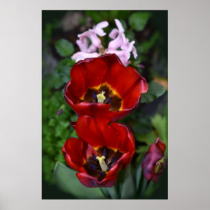 Affiche Réveil printanier, Tulipes