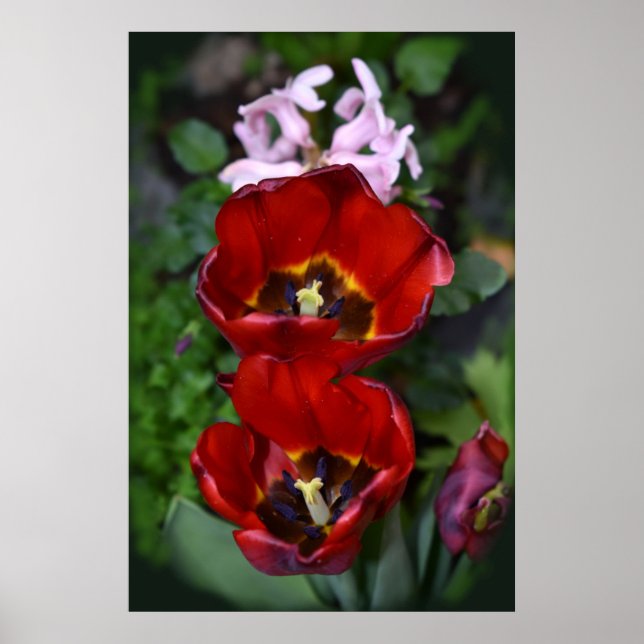 Affiche Réveil printanier, Tulipes (Devant)