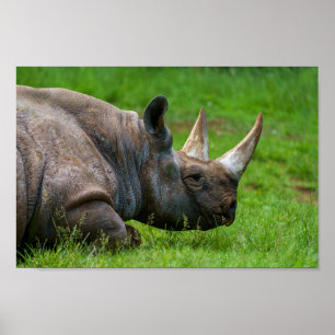 Affiche Rhino Dans L'Herbe