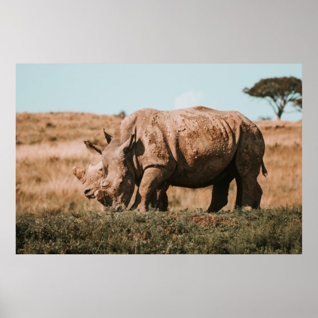 AFFICHE RHINO EN AFRIQUE (Devant)