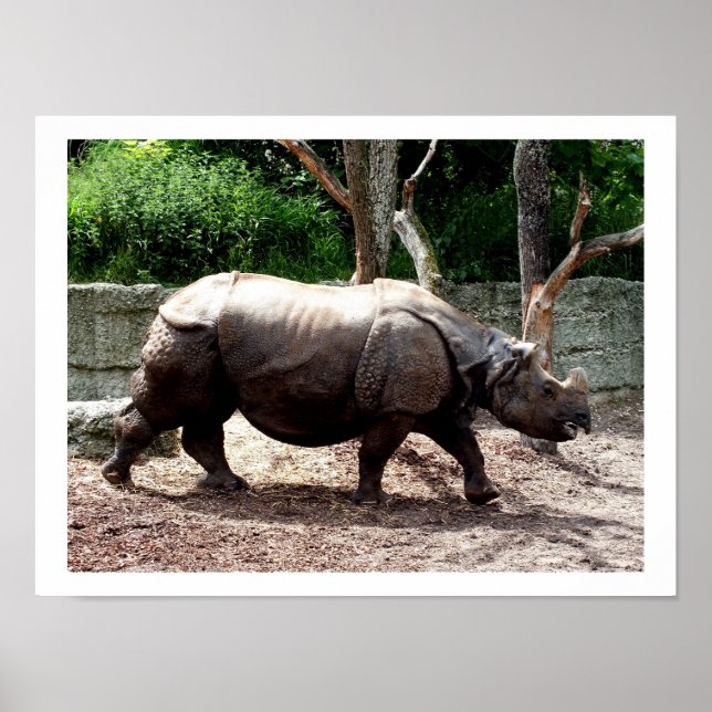 Affiche rhino indien (Devant)