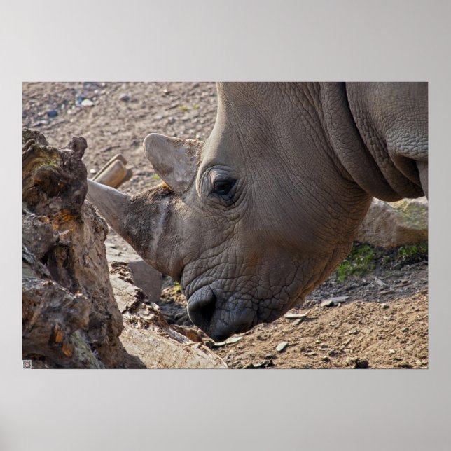 Affiche Rhinoceros (Devant)