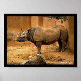 Affiche Rhinocéros dos au mur