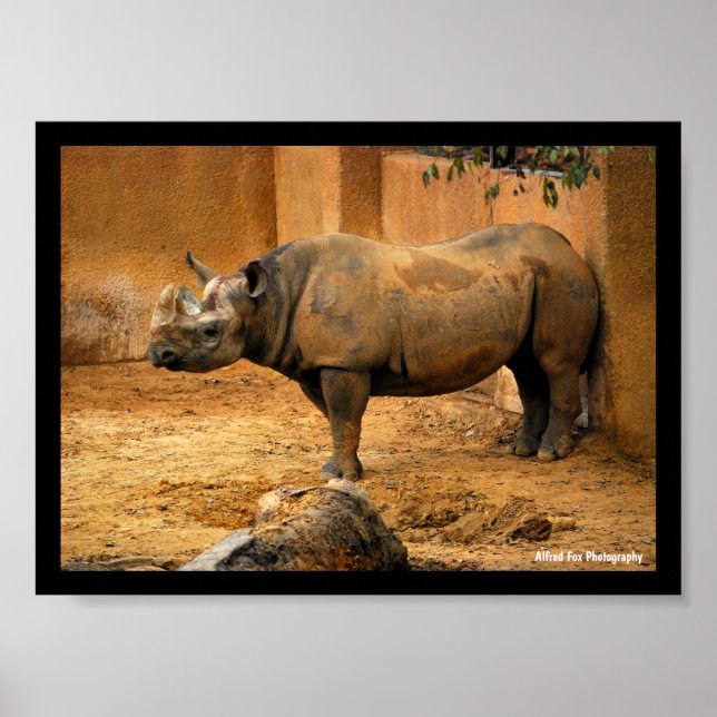 Affiche Rhinocéros dos au mur (Devant)