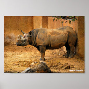 Affiche Rhinocéros dos au mur