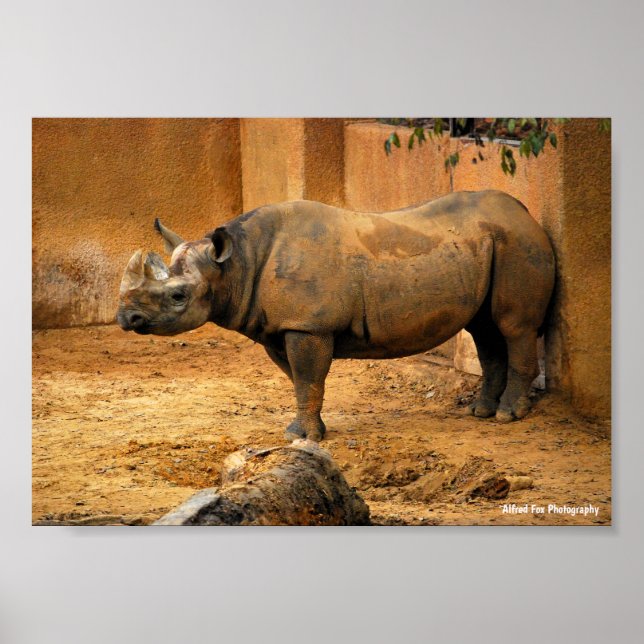 Affiche Rhinocéros dos au mur (Devant)