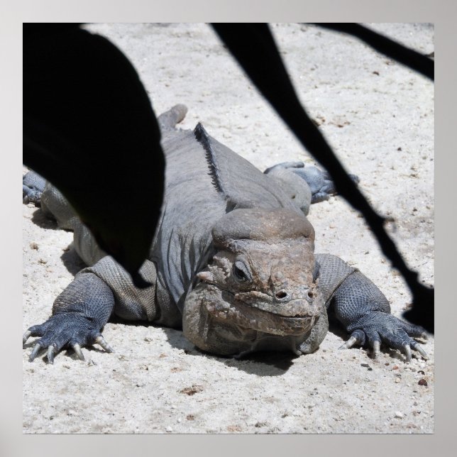 Affiche Rhinoceros Iguana (Devant)