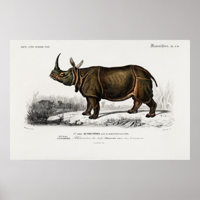 Affiche Rhinocéros indiens par Charles Dessalines d'Orbign (Devant)