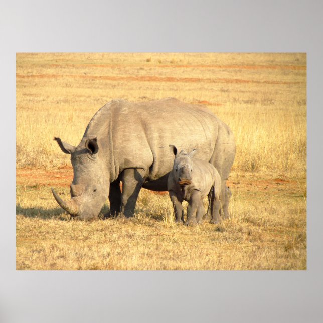 Affiche rhinocéros mignons en afrique (Devant)