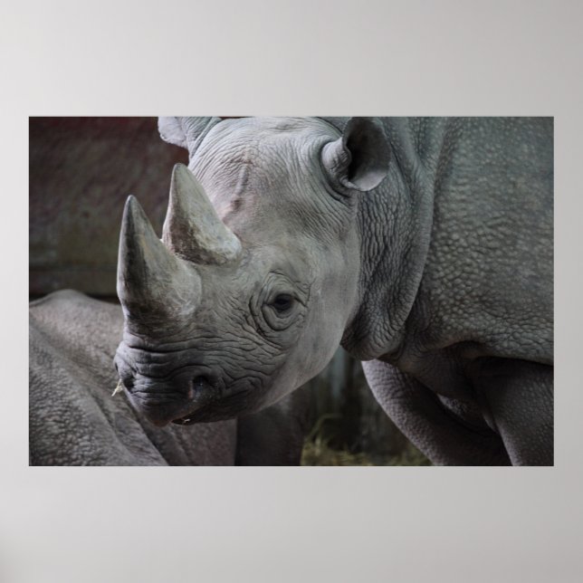 Affiche Rhinoceros noir (Devant)