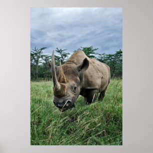 Affiche Rhinoceros noirs   Kenya