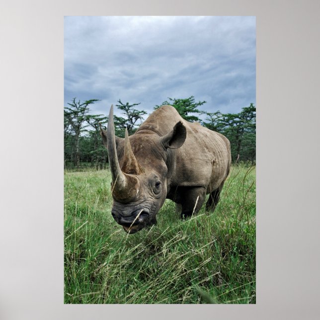 Affiche Rhinoceros noirs | Kenya (Devant)
