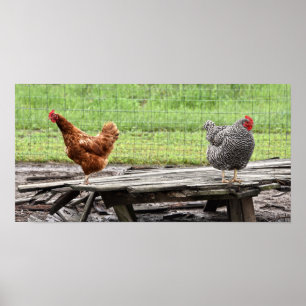 Affiche Rhode Island Red et Plymouth Rock Hens