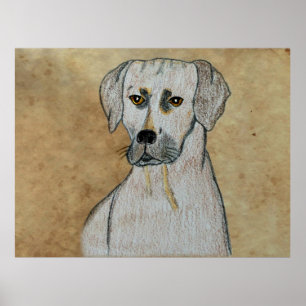 Affiche Rhodesian Ridgeback